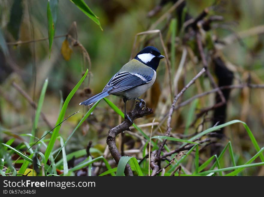 Bird, Fauna, Beak, Wildlife