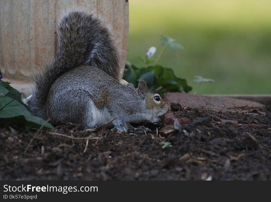 Squirrel, Fauna, Mammal, Fox Squirrel