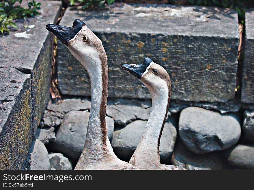 Fauna, Bird, Beak, Water Bird