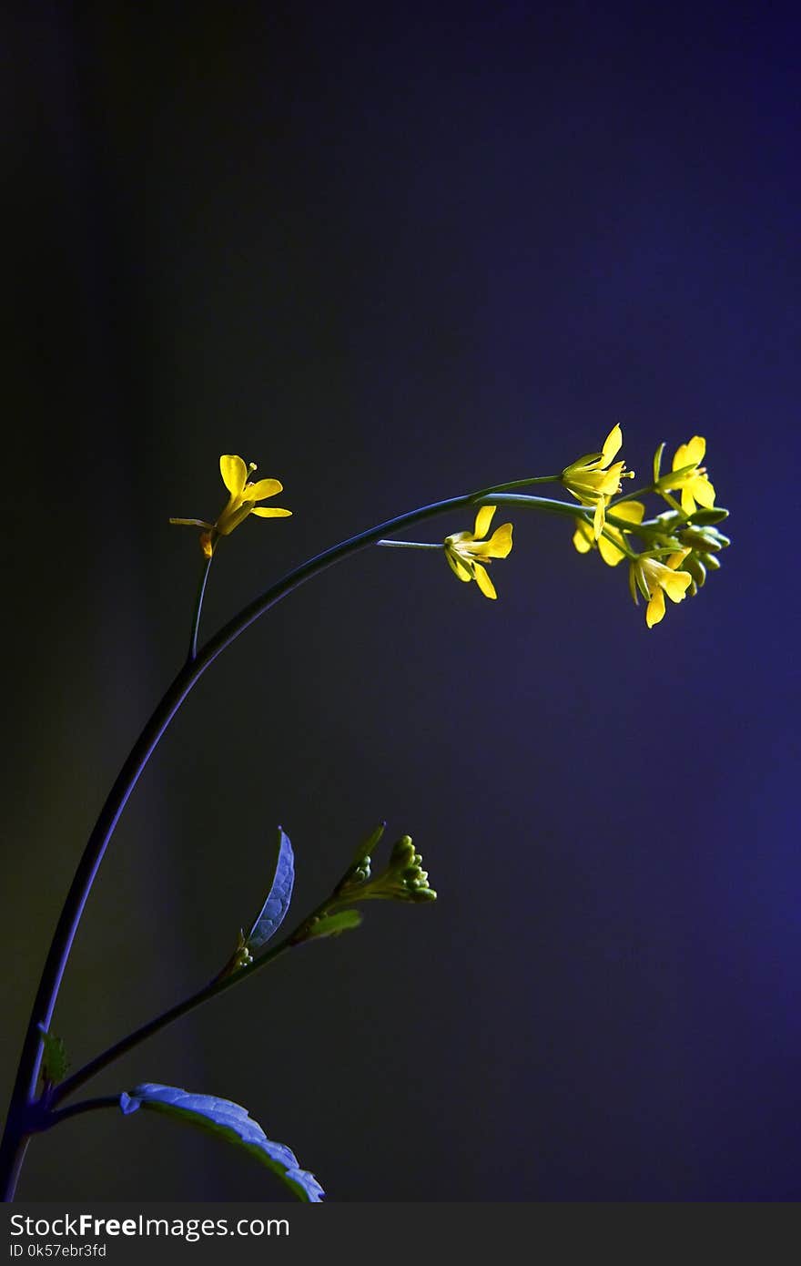 Flora, Yellow, Leaf, Plant