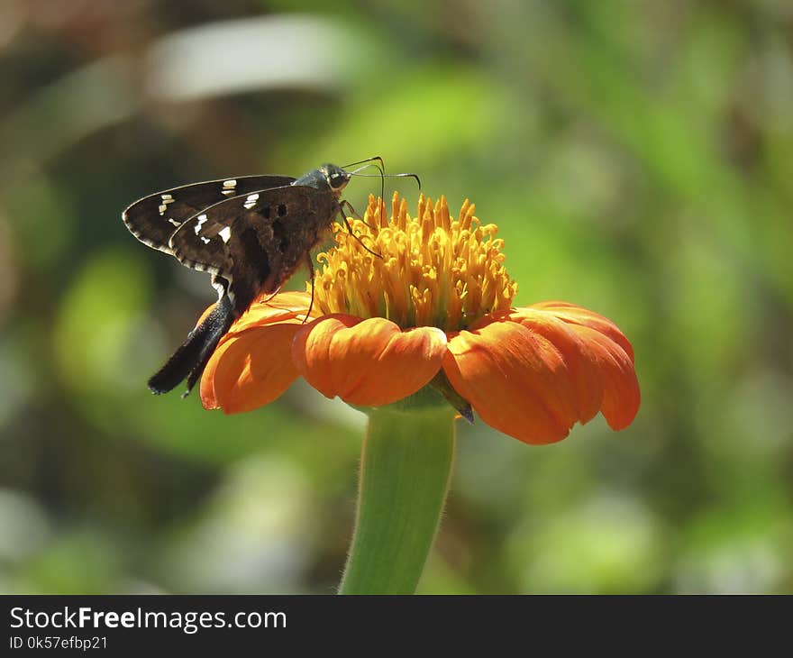 Butterfly, Insect, Moths And Butterflies, Nectar