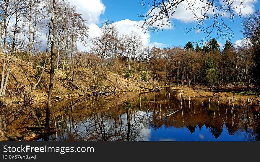 Reflection, Water, Nature, Tree