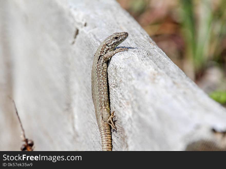 Reptile, Scaled Reptile, Fauna, Lizard