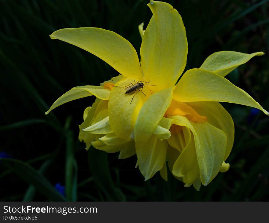 Flower, Yellow, Plant, Flora