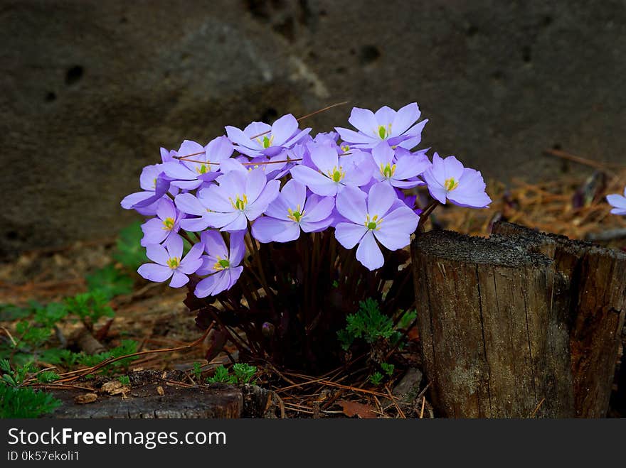 Flower, Plant, Flora, Flowering Plant