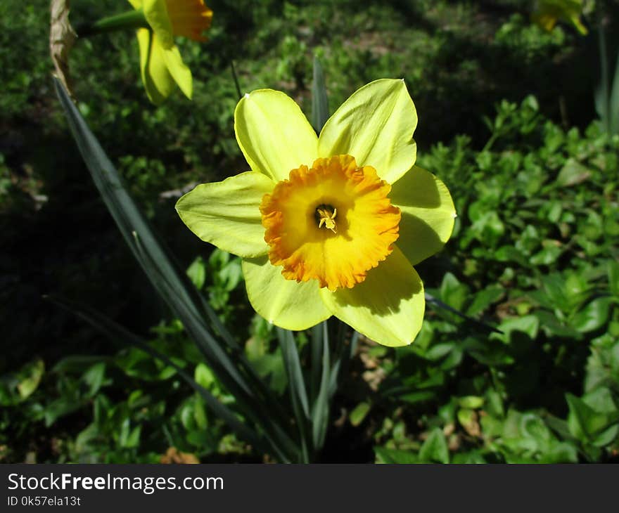 Flower, Yellow, Plant, Flora