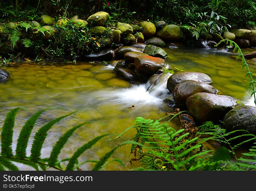 Water, Nature, Green, Vegetation