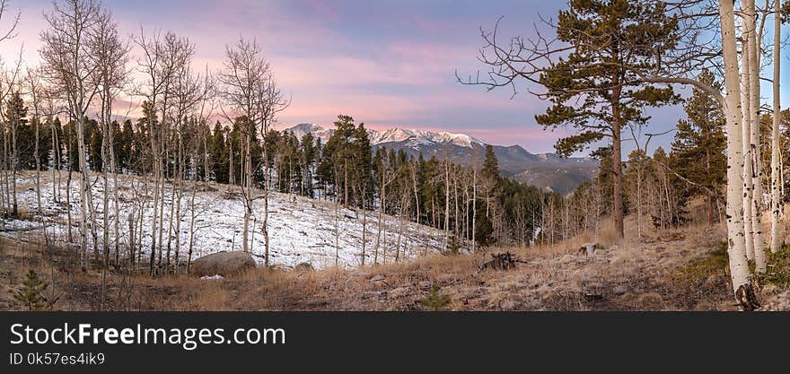 Wilderness, Ecosystem, Winter, Tree