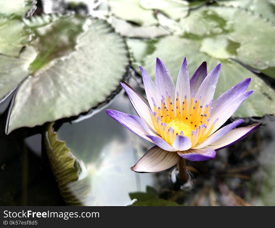 Flower, Plant, Flora, Purple