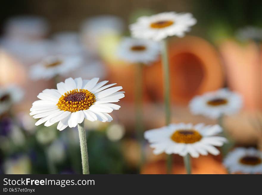 Flower, Flora, Daisy, Petal