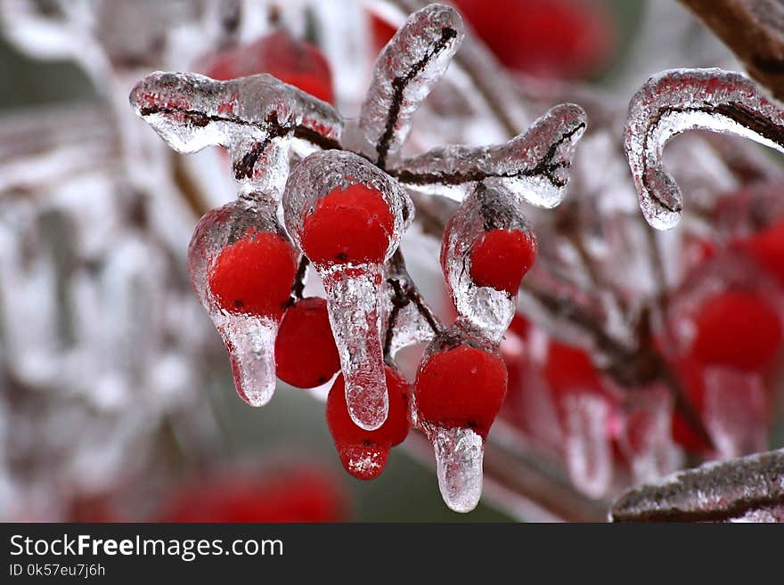 Berry, Freezing, Winter, Macro Photography