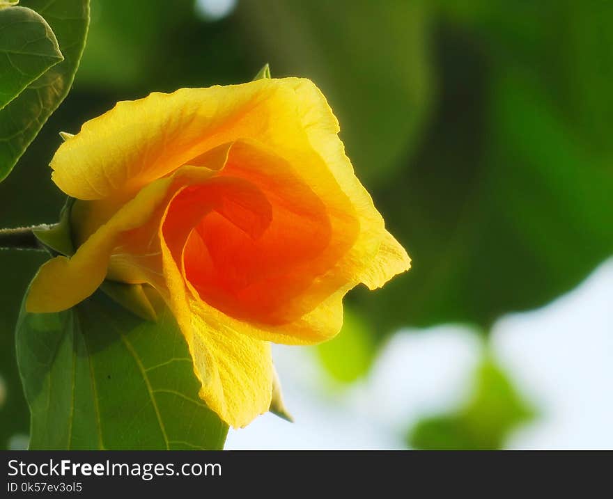 Yellow, Flower, Rose Family, Close Up