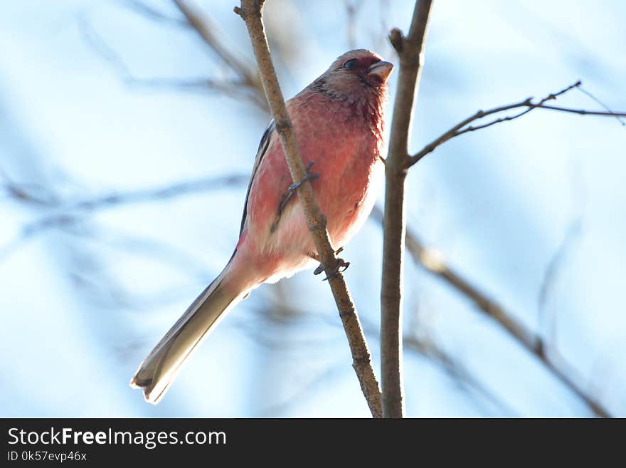 Bird, Beak, Fauna, Finch