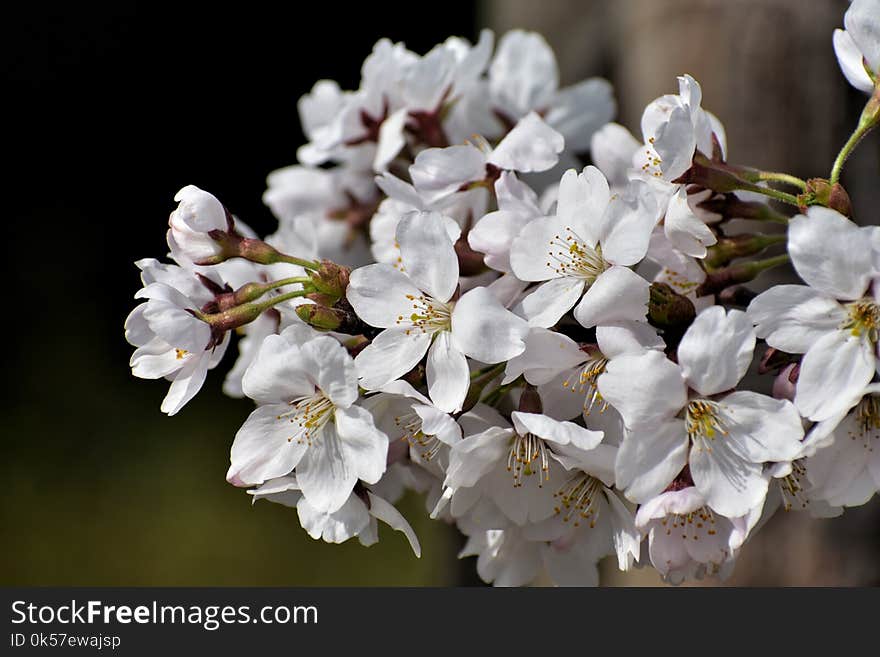 Flower, White, Blossom, Cherry Blossom