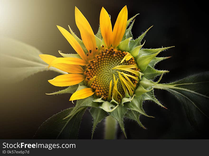 Flower, Yellow, Sunflower, Flora