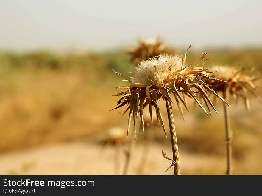 Flower, Close Up, Ecoregion, Sky