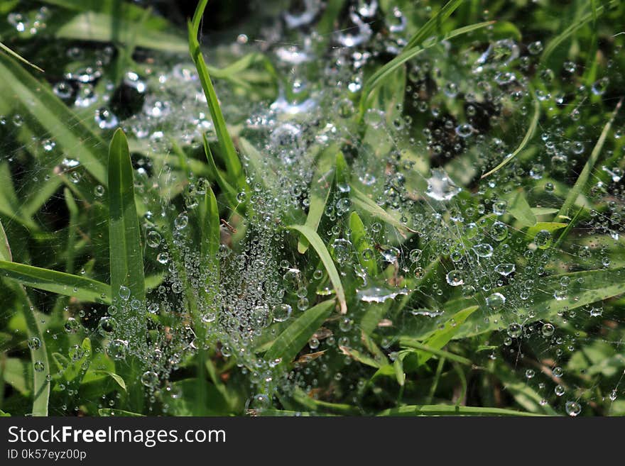 Water, Dew, Moisture, Spider Web