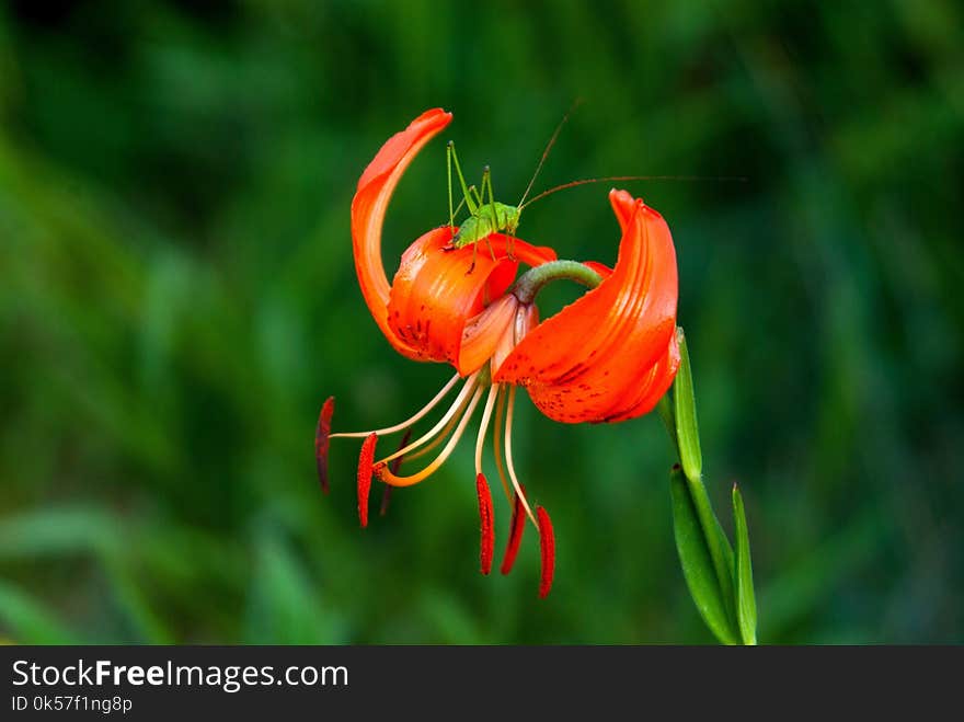 Flower, Lily, Flora, Wildflower