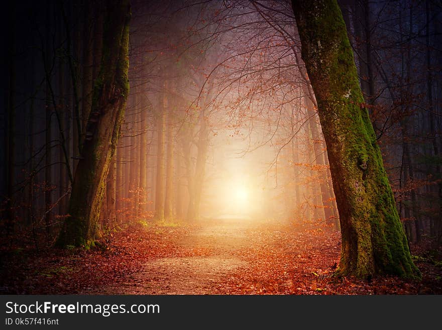 Nature, Forest, Light, Atmosphere