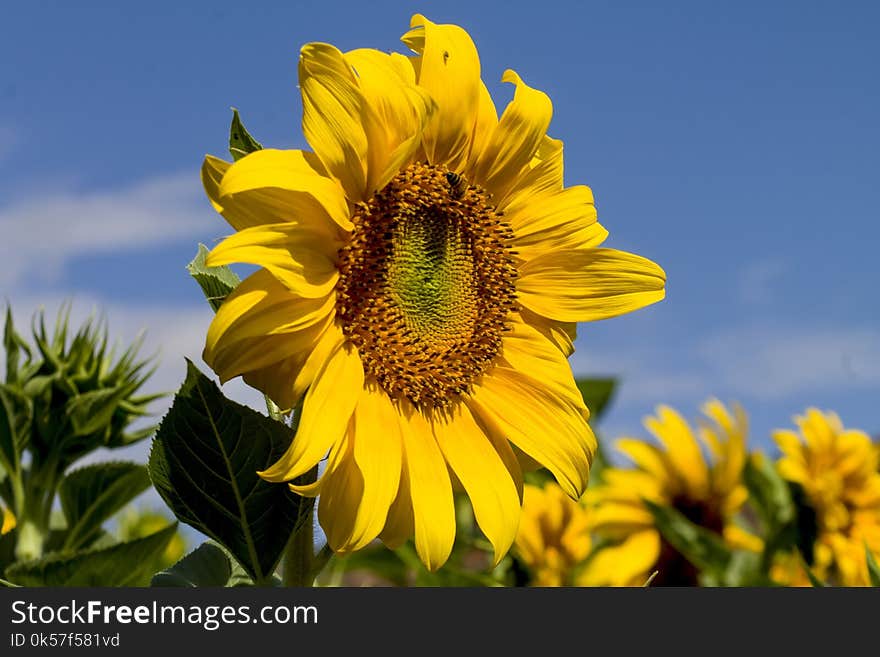 Flower, Sunflower, Yellow, Sunflower Seed