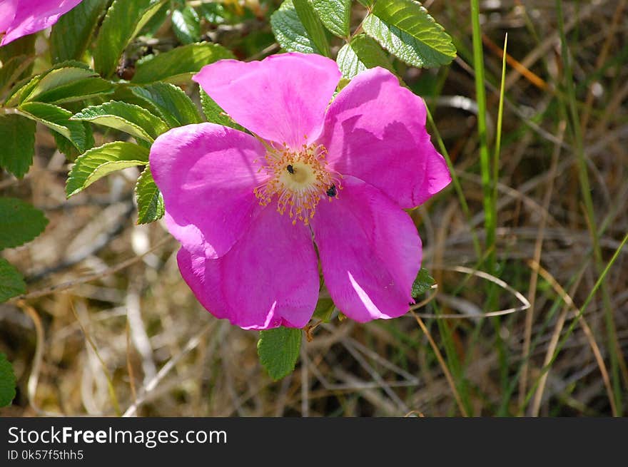 Flower, Pink, Plant, Flora