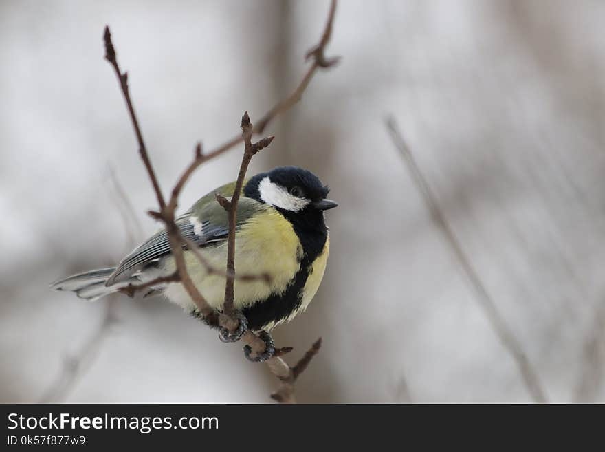 Bird, Fauna, Beak, Close Up