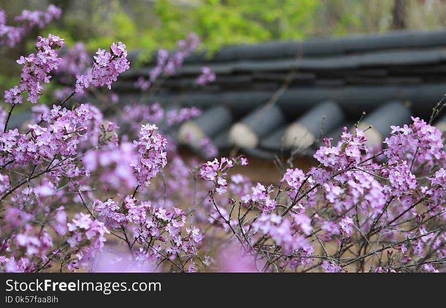 Flower, Plant, Purple, Spring