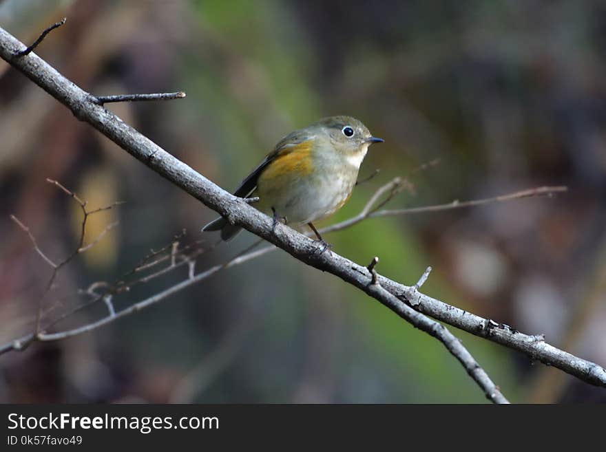 Bird, Fauna, Beak, European Robin