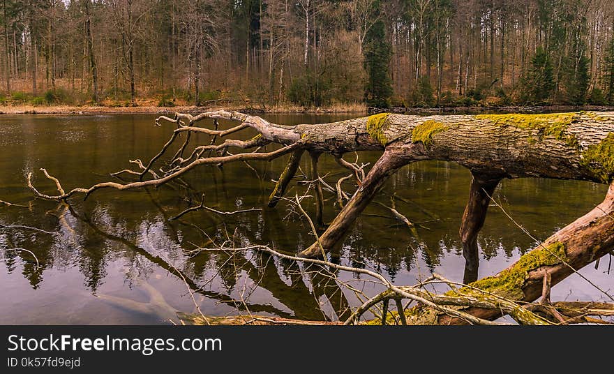 Reflection, Water, Nature, Wetland