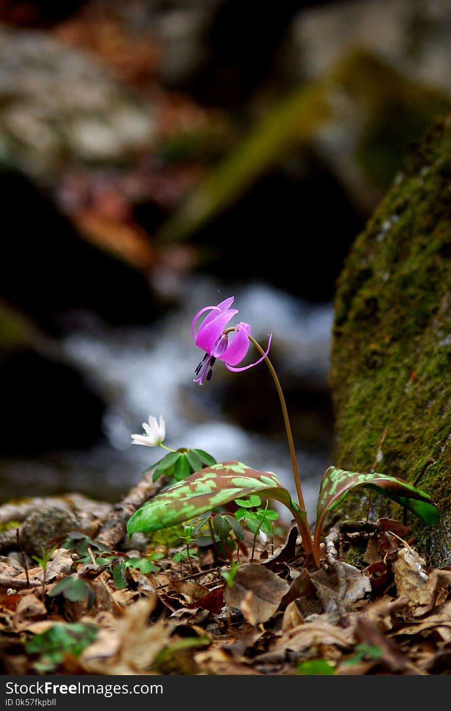 Flora, Plant, Leaf, Vegetation