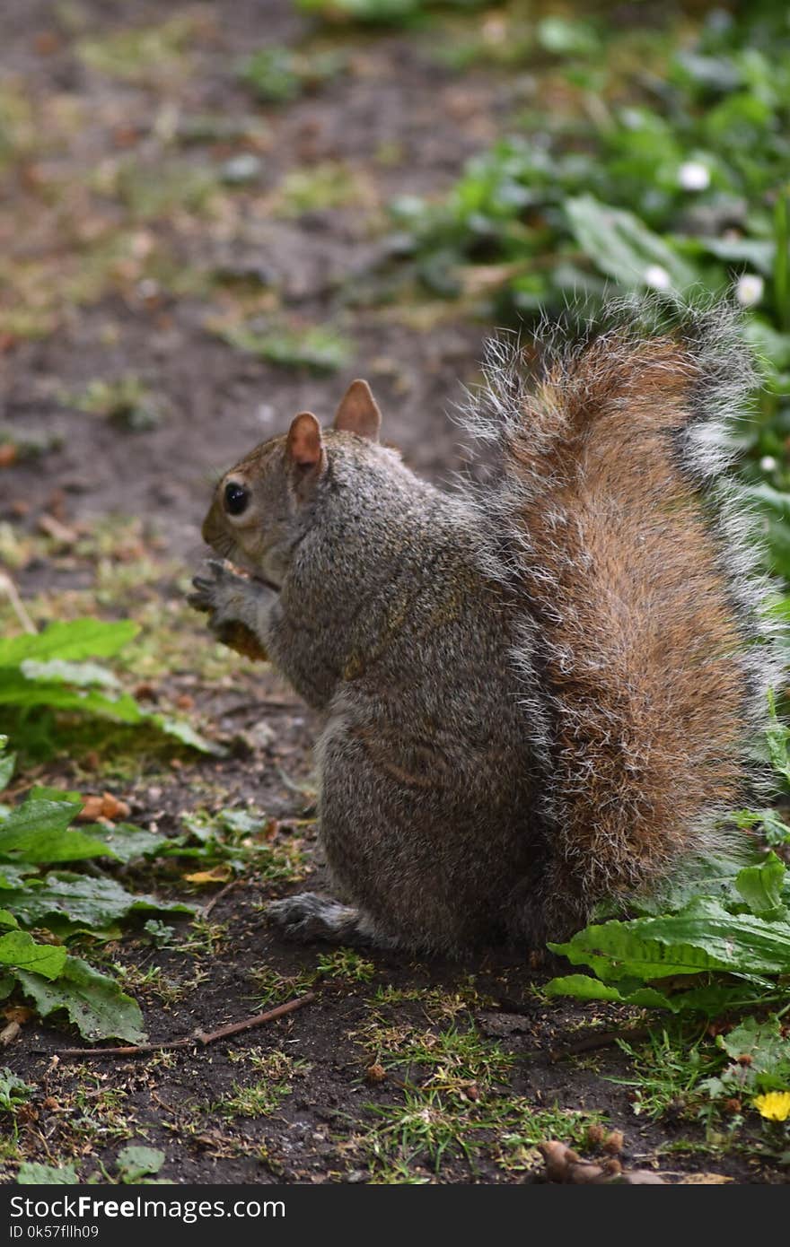 Squirrel, Fauna, Mammal, Wildlife