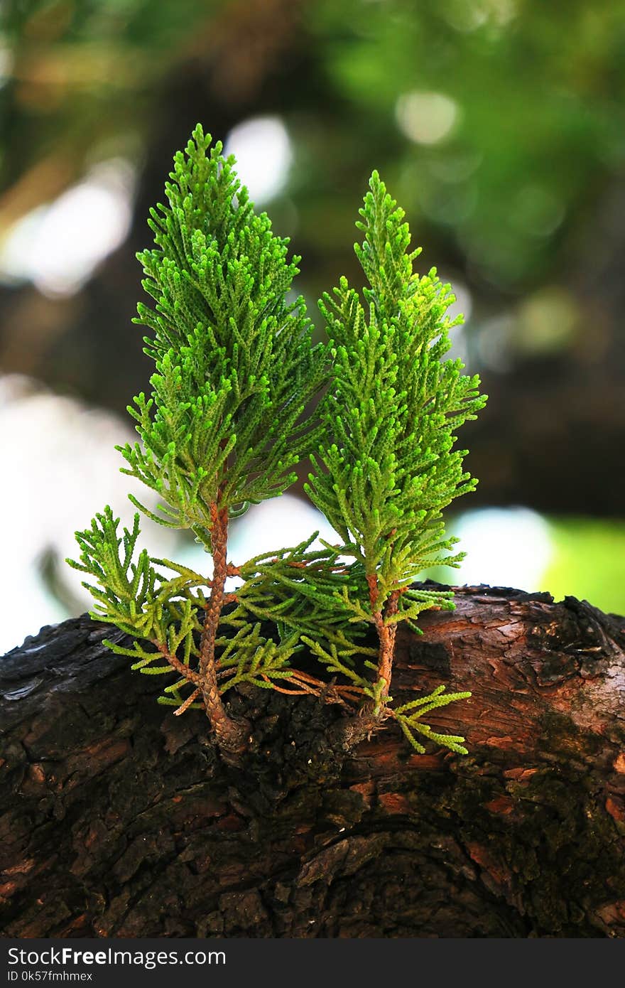 Vegetation, Plant, Tree, Branch