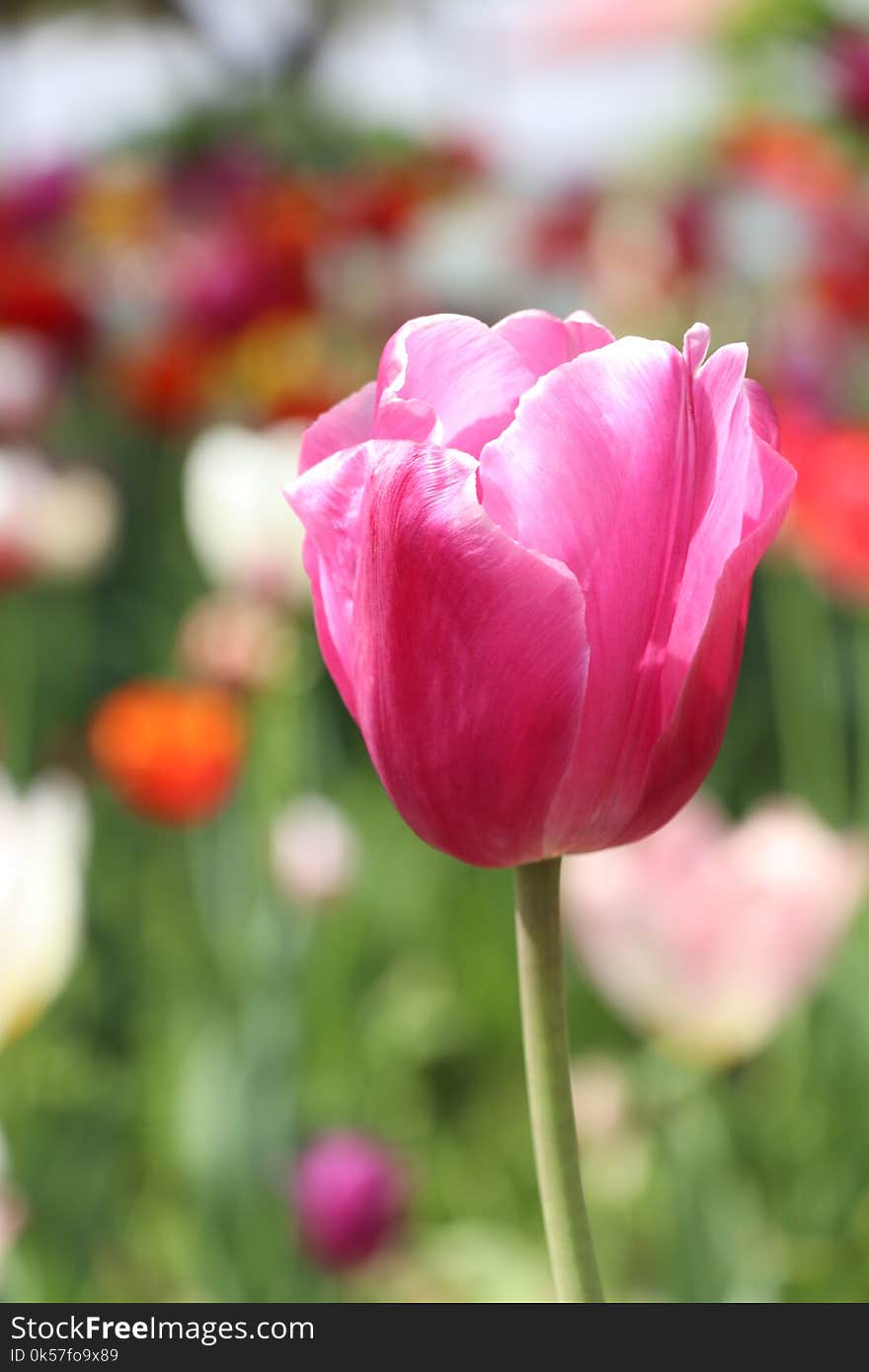 Flower, Pink, Plant, Tulip