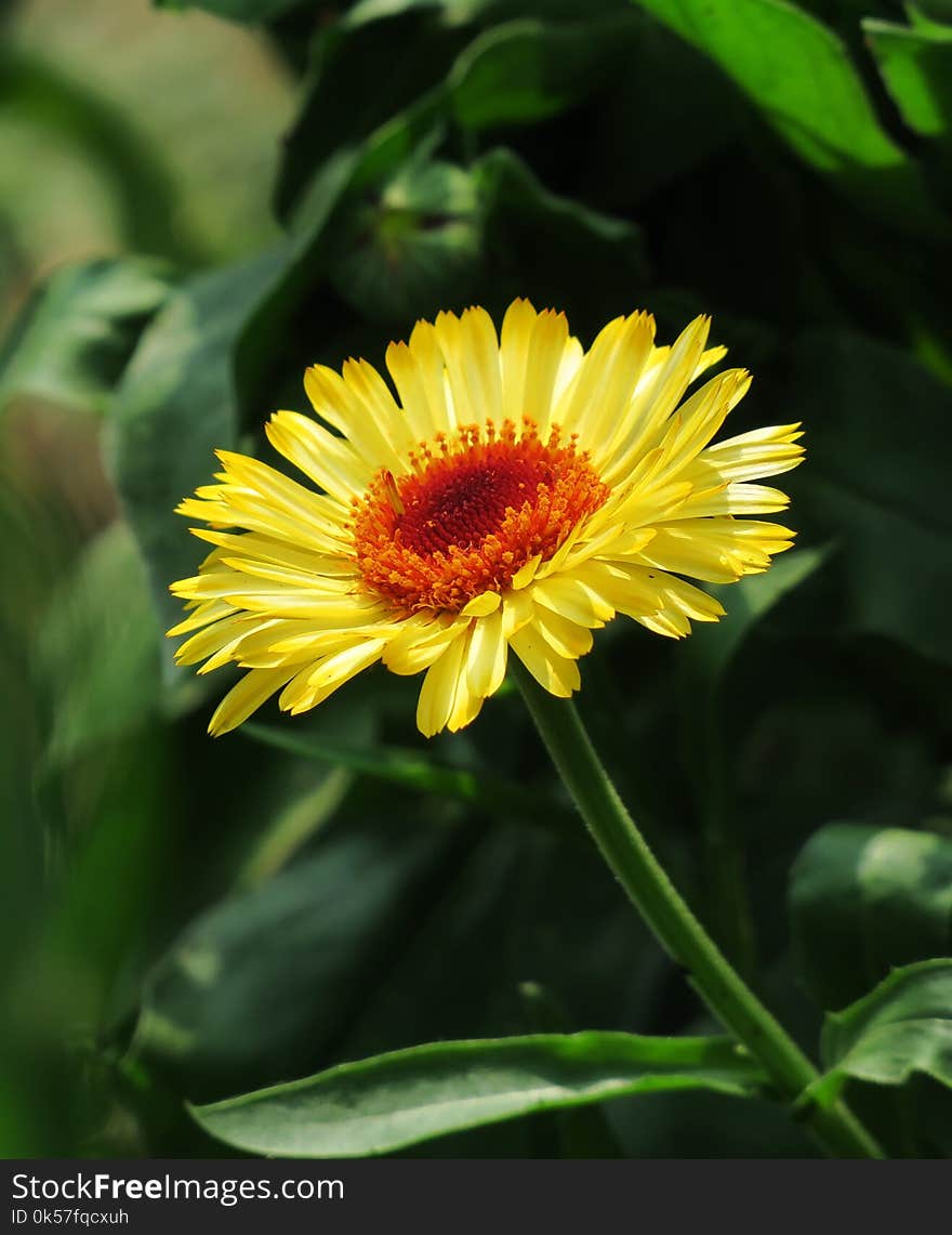 Flower, Blanket Flowers, Plant, Daisy Family