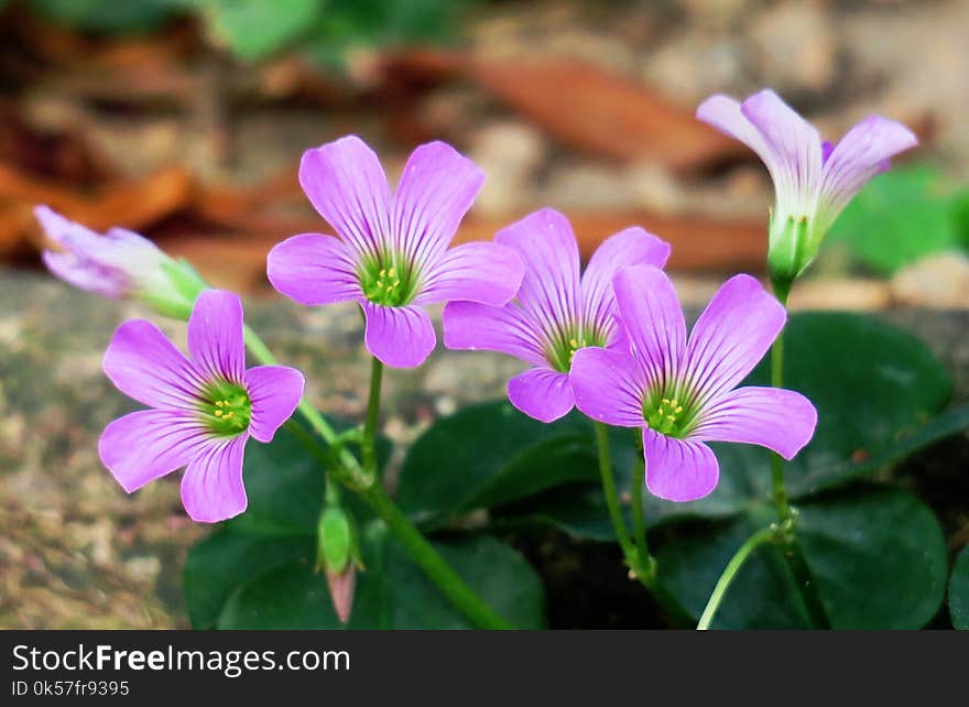 Flower, Plant, Flora, Wood Sorrel Family