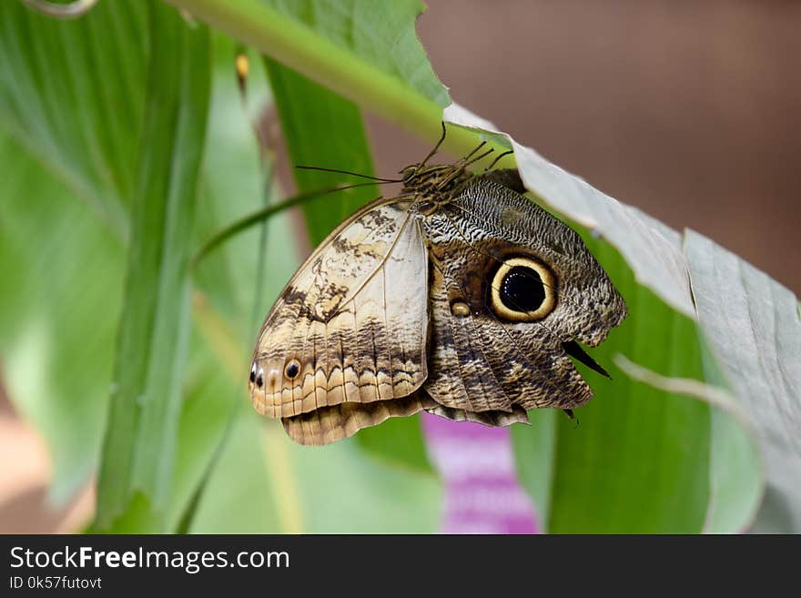 Moths And Butterflies, Insect, Butterfly, Moth