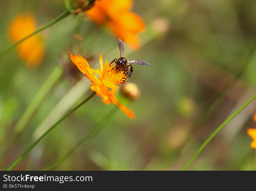 Honey Bee, Flora, Nectar, Bee