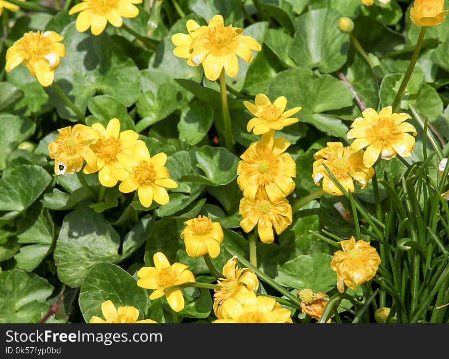 Flower, Plant, Groundcover, Annual Plant