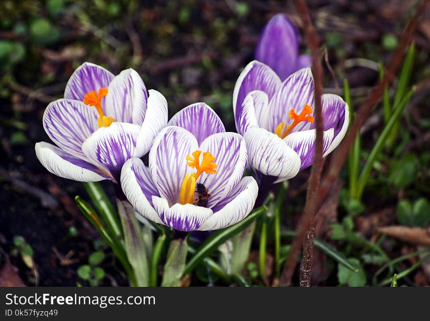 Flower, Plant, Crocus, Flowering Plant