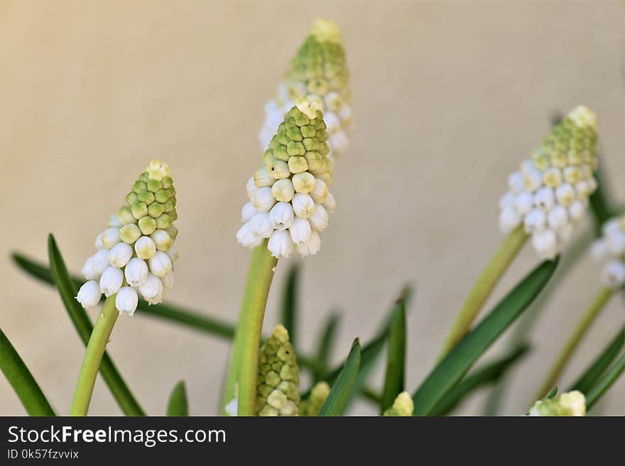 Flower, Plant, Close Up, Spring