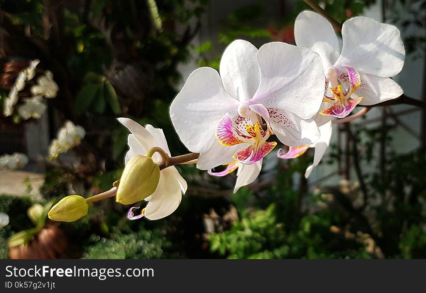 Flower, Plant, Flowering Plant, Flora