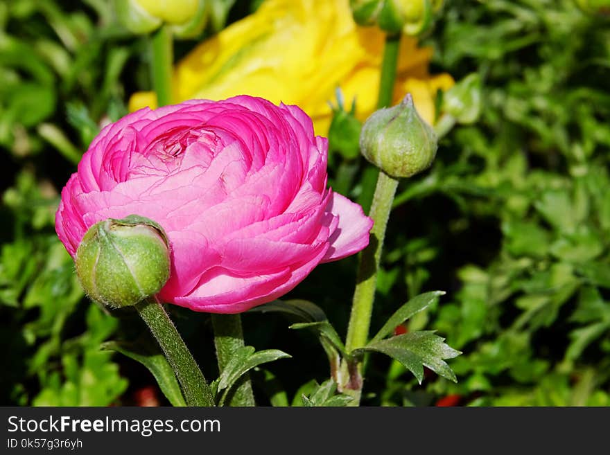 Flower, Plant, Flora, Bud