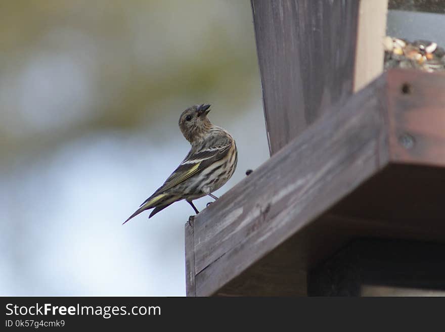 Bird, Fauna, Beak, Finch