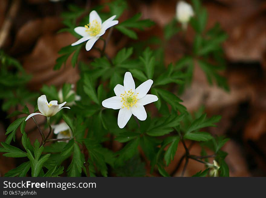 Flower, Plant, Flora, Spring