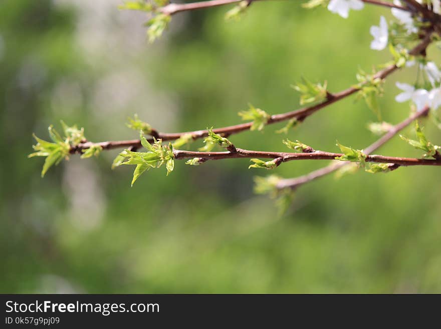 Branch, Leaf, Plant, Flora