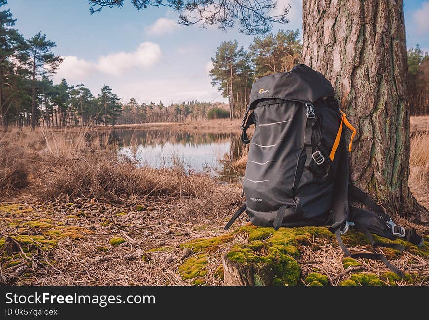 Wilderness, Water, Nature Reserve, Tree