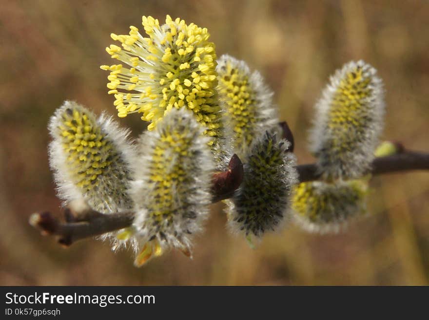 Flora, Flower, Spring, Membrane Winged Insect