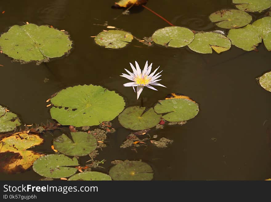 Water, Flora, Flower, Yellow