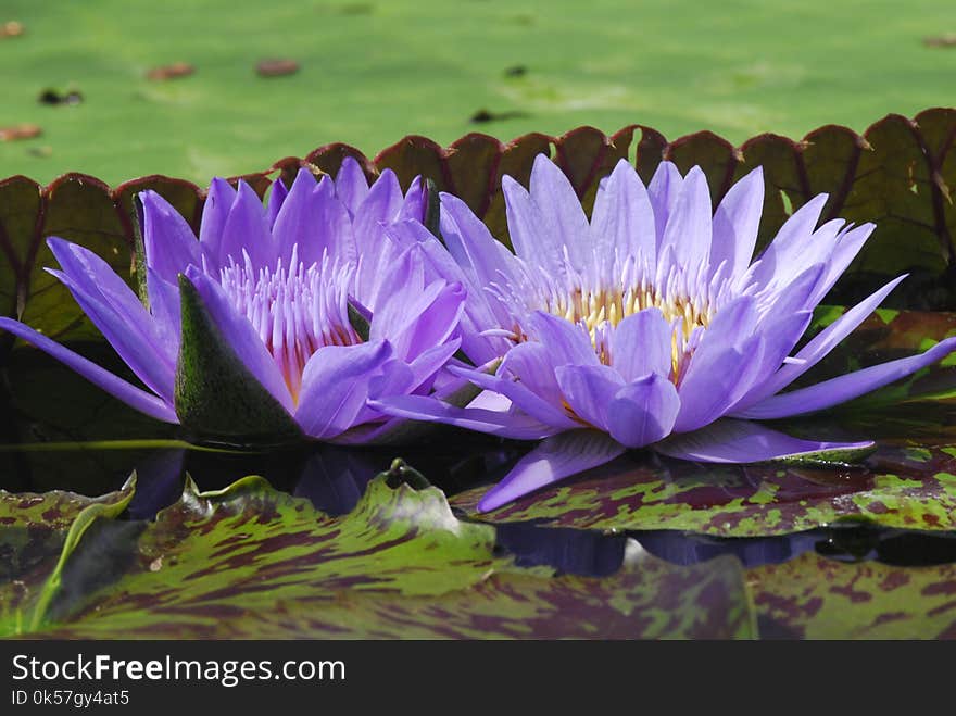 Flower, Flora, Plant, Purple