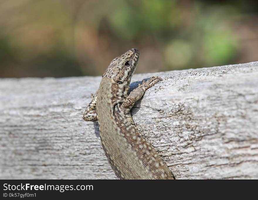 Reptile, Lizard, Lacertidae, Scaled Reptile